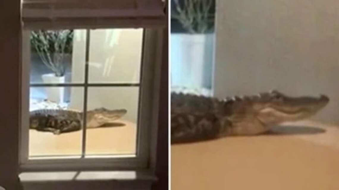 ‘We were terrified.’ A very big, hissing visitor knocks on Florida family’s door