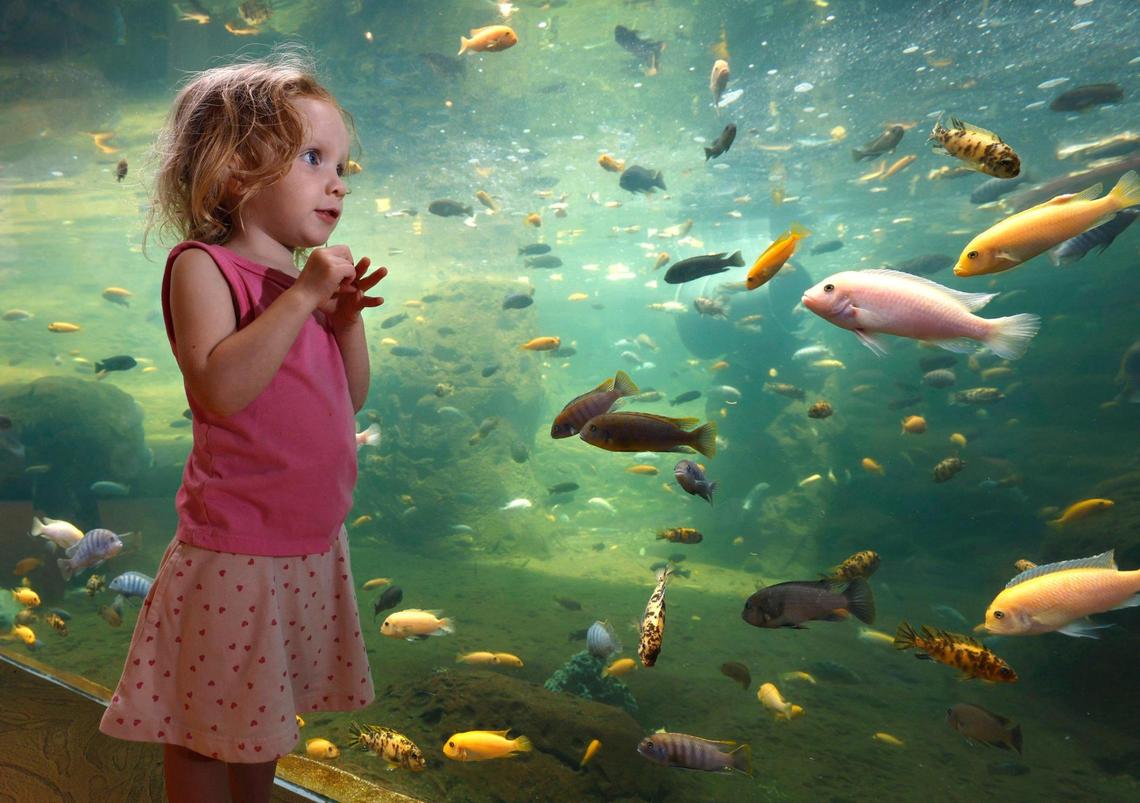 Selena De Leon, 4, who lives in Fort Lauderdale, views the underwater ecosystem on display at the Museum of Discovery and Science in the Discovery Spot, an area created to cater to kids under 6.