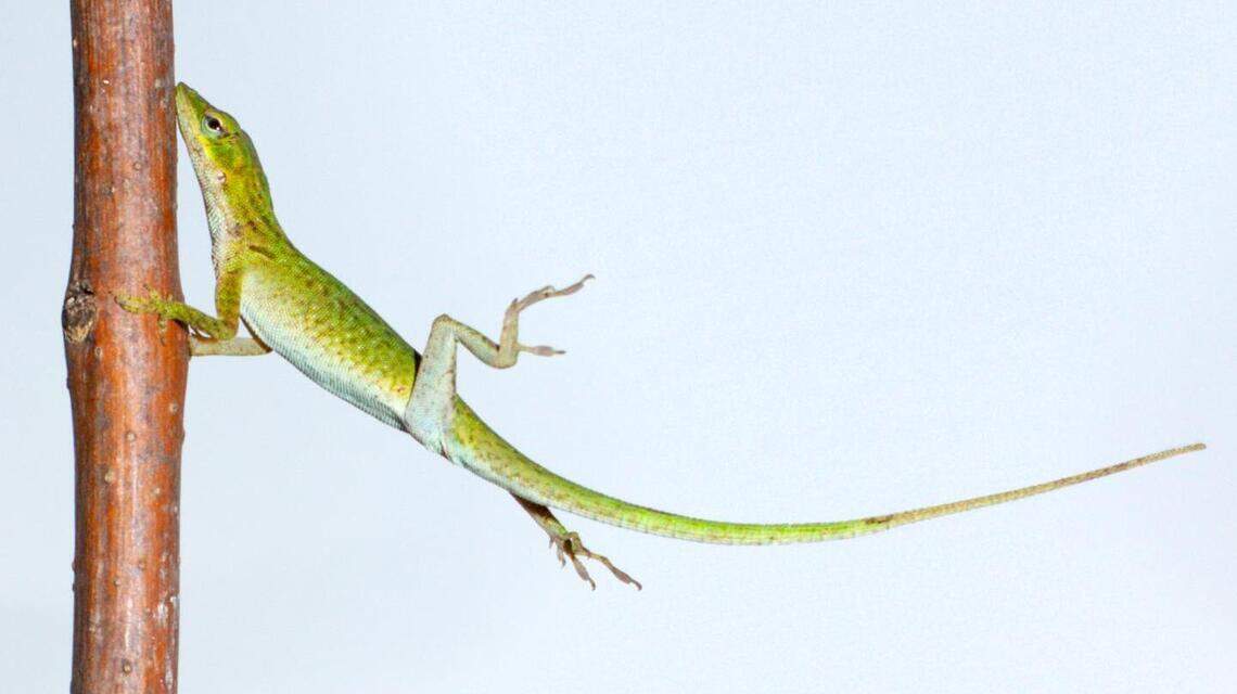 How Lizards Survive Hurricanes Leaf Blower: Shocking Survival Secrets