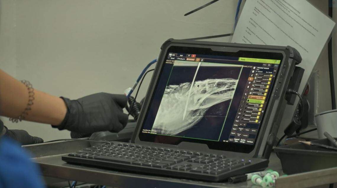 Dr. Gwen Myers, a Zoo Miami veterinarian, on Tuesday, Oct. 21, 2025, looks at an xray of the skull of a crocodile that was shot in the head with a spear in Key Largo days earlier.