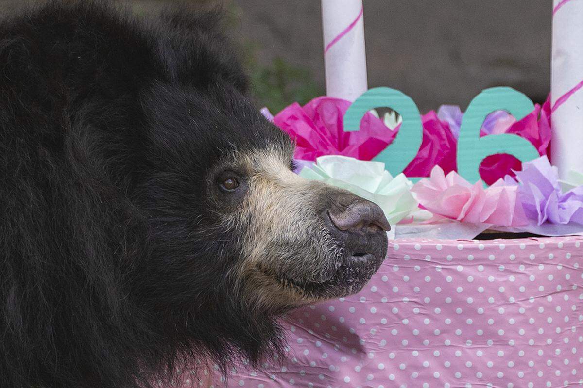 Keesha, a sloth bear at Zoo Miami, turned 26 on Jan. 4, 2022.