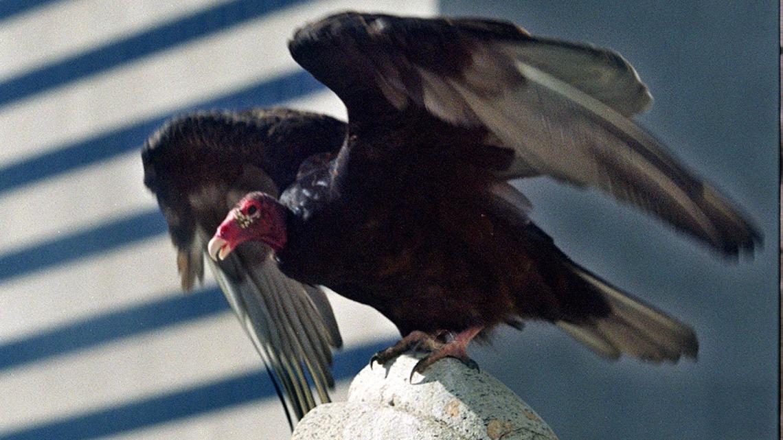 Courthouse’s most famous visitors never go in. They perch on the roof, eating garbage