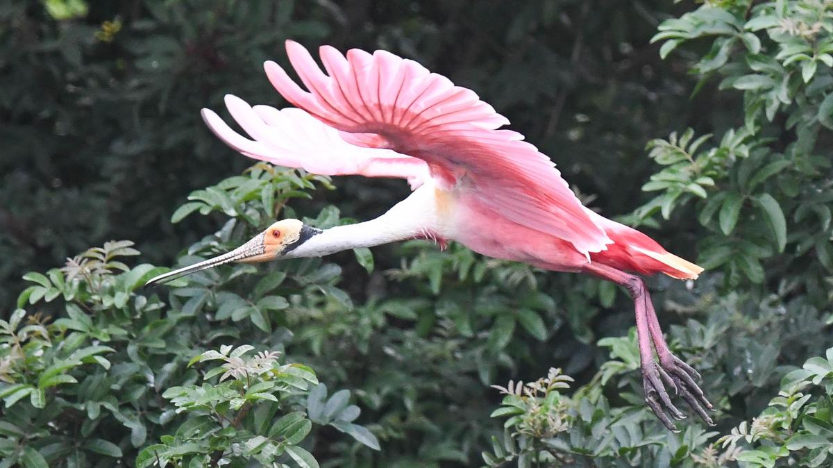 A roseate spoonbill takes flight in the Stick Marsh, a wild area in Brevard County west of Melbourne that has become a new and thriving breeding ground for birds that once mainly nested in Florida Bay and the coastal Everglades.
