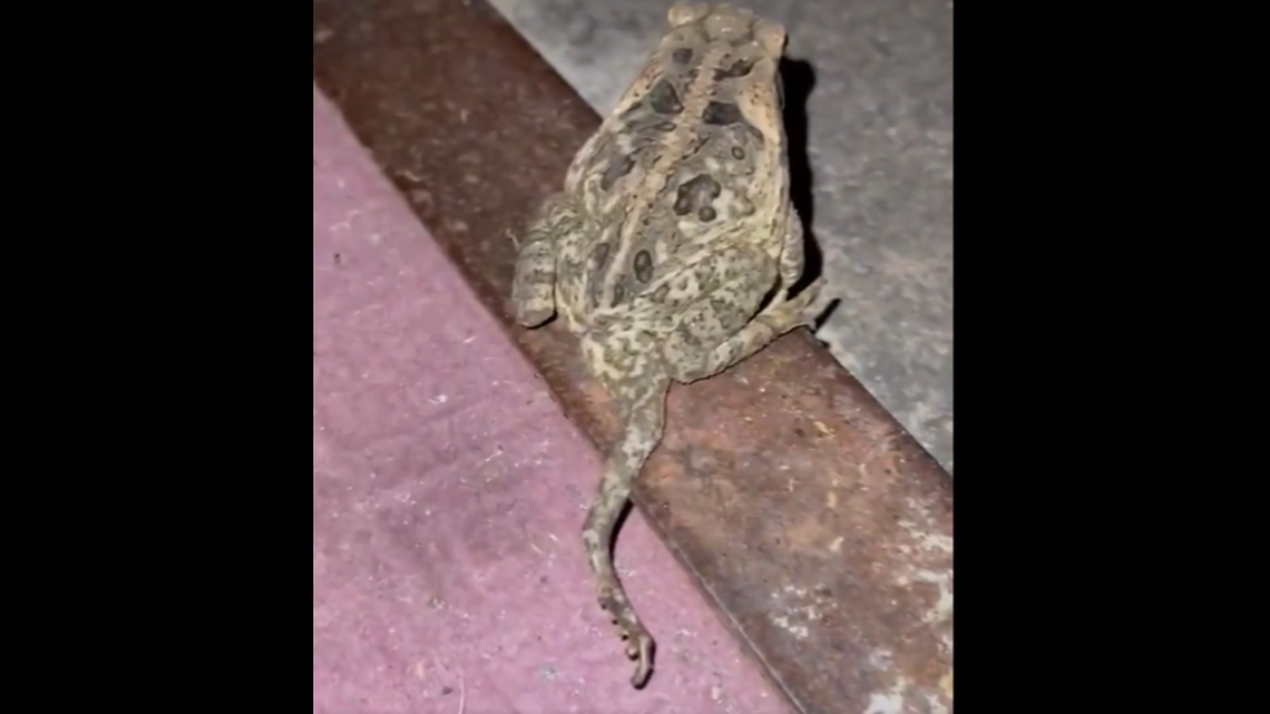 The toad has a fifth leg that drags behind when the animal hops.