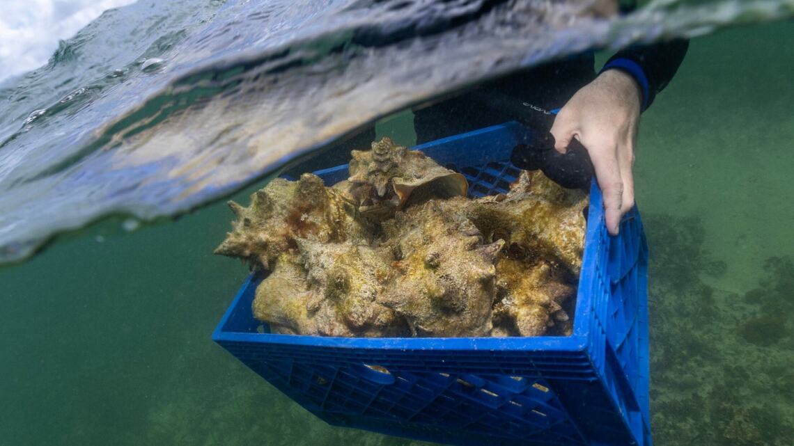 Lawsuit claims government isn’t doing enough to protect Florida’s Queen Conch