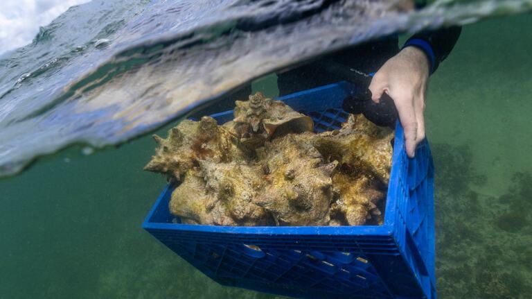 Lawsuit claims government isn’t doing enough to protect Florida’s Queen Conch