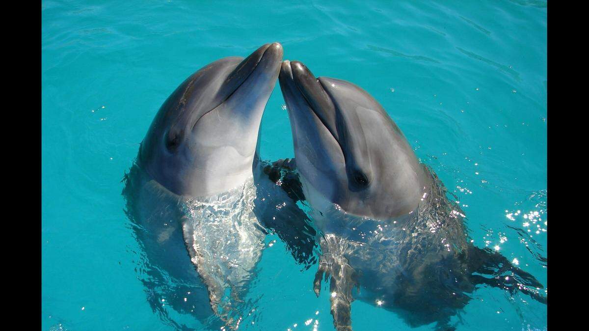 Bottlenose dolphins may be known for their friendly demeanor and incredible intelligence, but new research suggests they may also be the bullies of the sea.