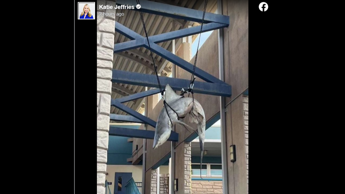 This shark was left hanging from rafters at Ponte Vedra High School in St. Johns County, Florida, state wildlife officials say.