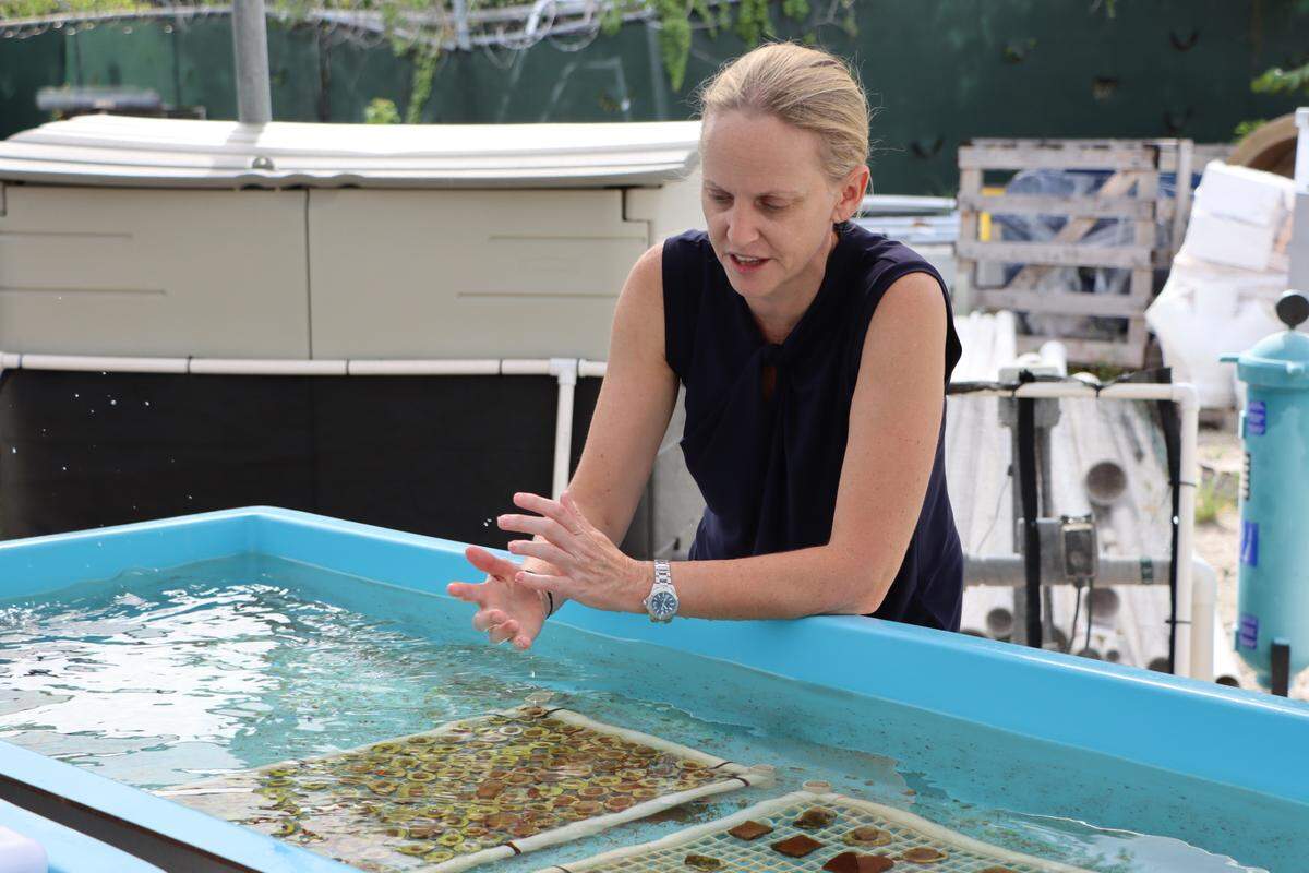 Keri O'Neil, directora y científica sénior del Programa de Conservación del Coral (CRCP) de Florida Aquarium, mostrando fragmentos de coral que están creciendo en tanques al aire libre en la Escuela Rosenstiel de Ciencias Marinas y Atmosféricas de la Universidad de Miami (UM).