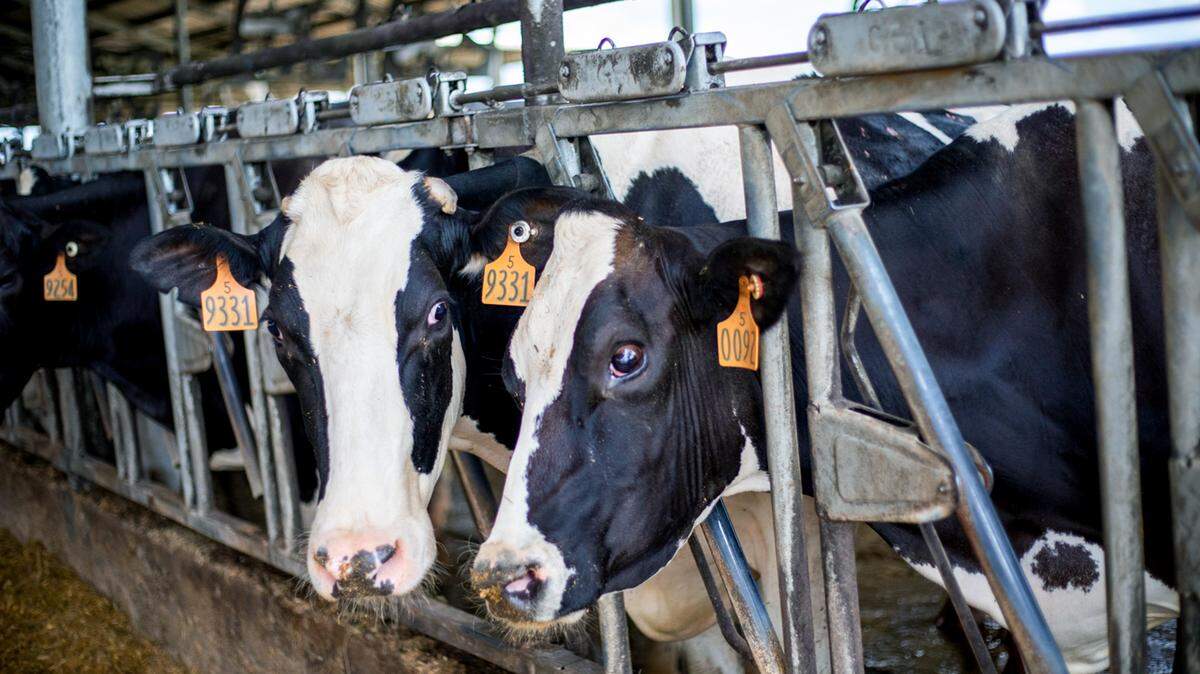 Bird flu has been detected in dairy cattle across nine states.