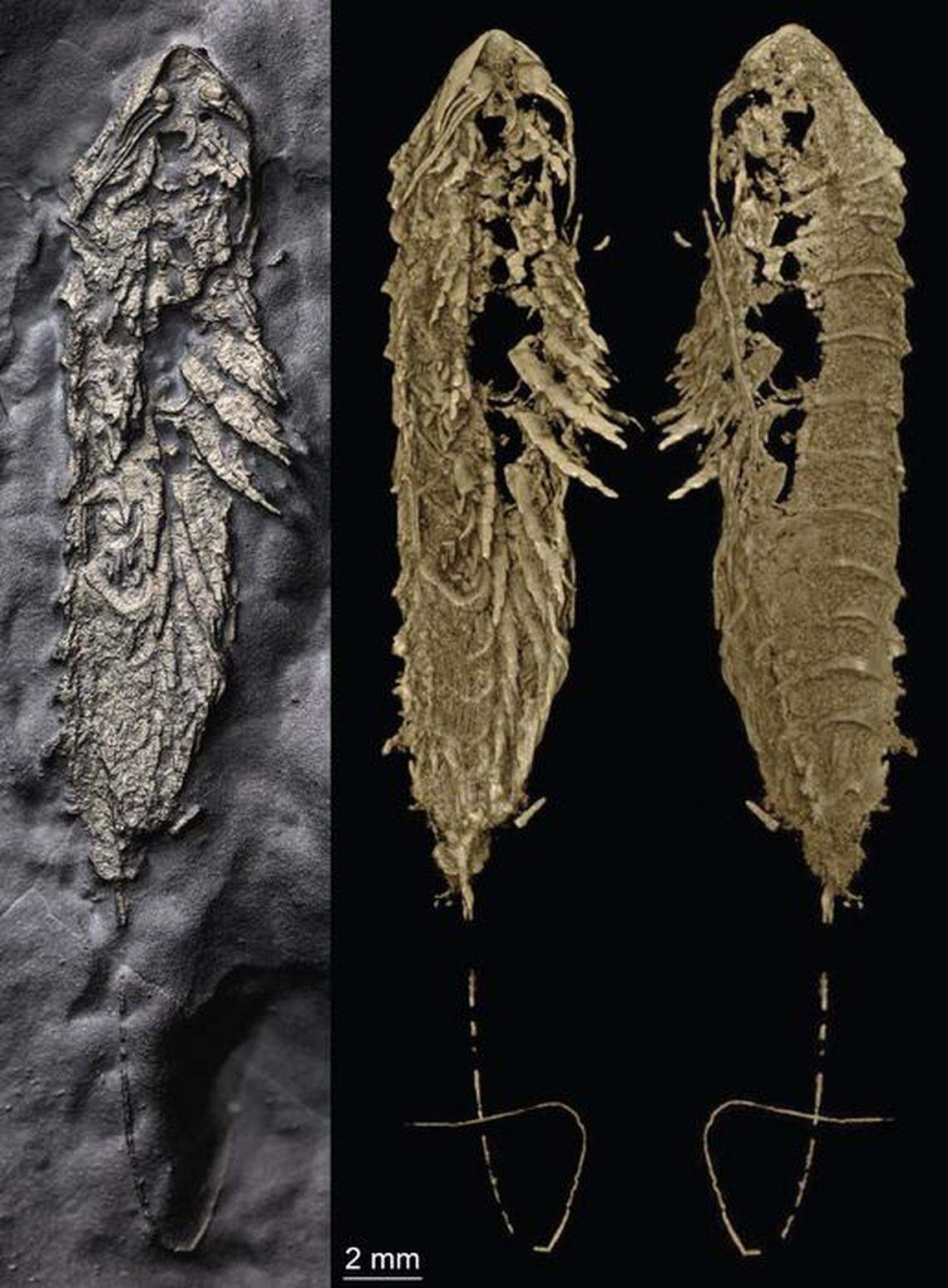 The fossil is gold in color and “spectacularly preserved,” researchers said.