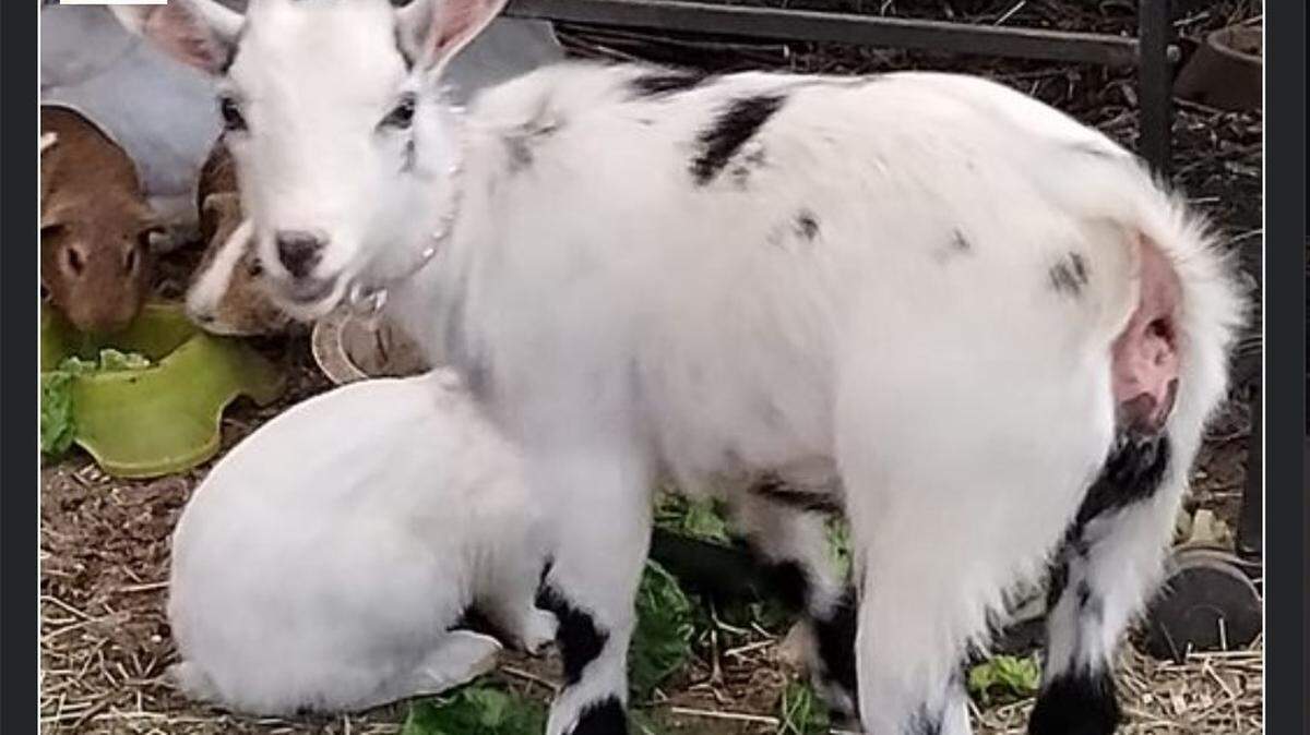 Tonka the goat at Happi Farm/Marie Lim Facebook