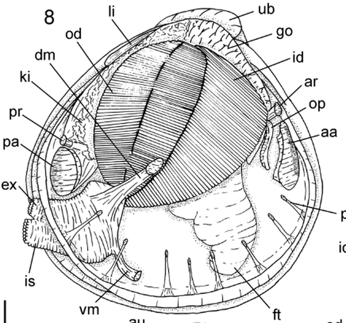 The foot of the bivalve, marked “ft” in the bottom right, is a fleshy appendage that sticks out from the shell to move the animal around or dig into the mud.