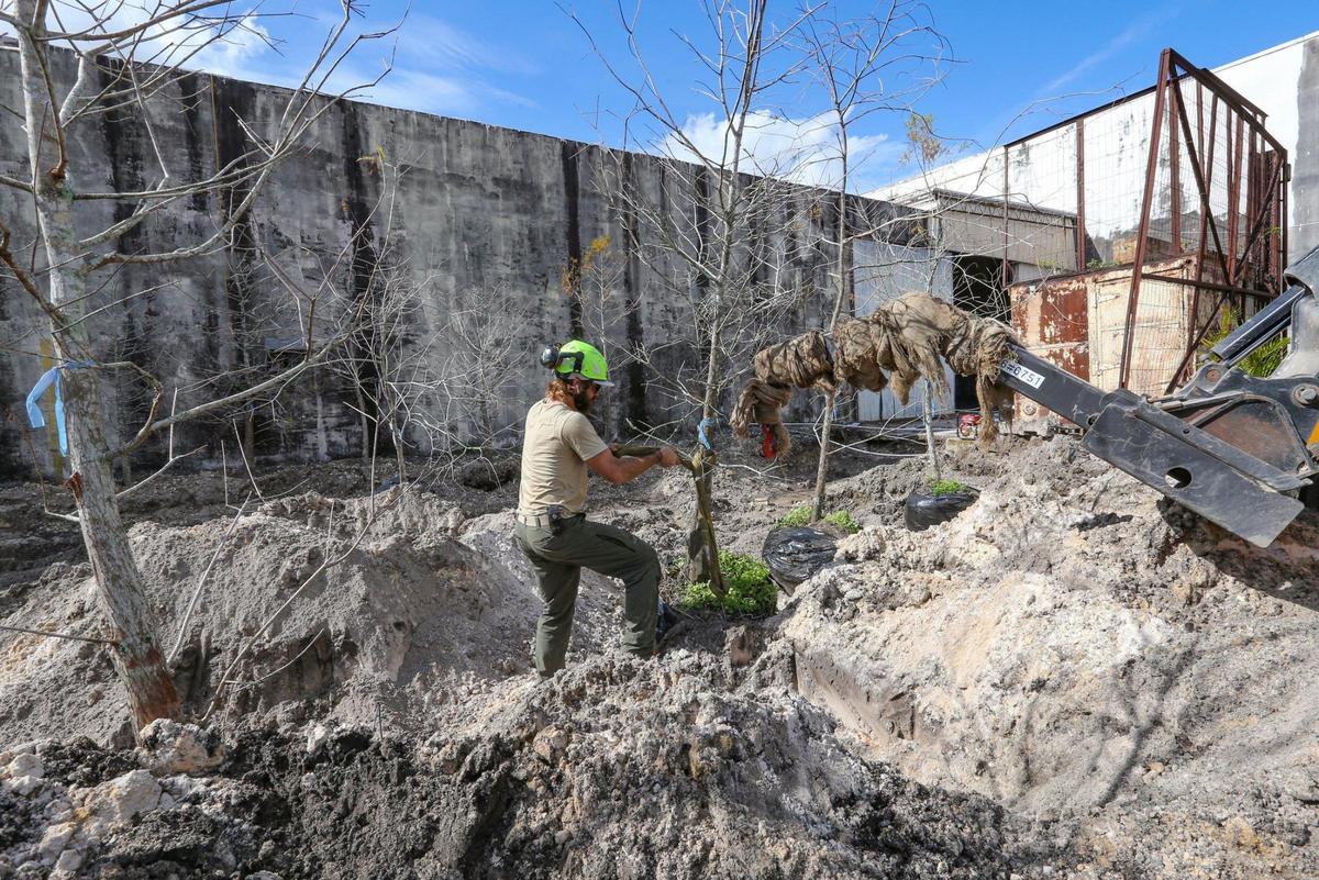 Arborist Ian Wogan plants cypress trees at Hialeah’s Factory Town to re-create a tree island from the Everglades wetlands.