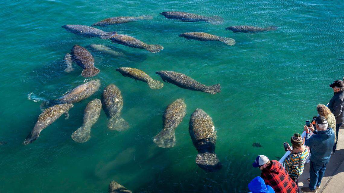 Manatee Lagoon in West Palm Beach attracts hundreds of manatees.