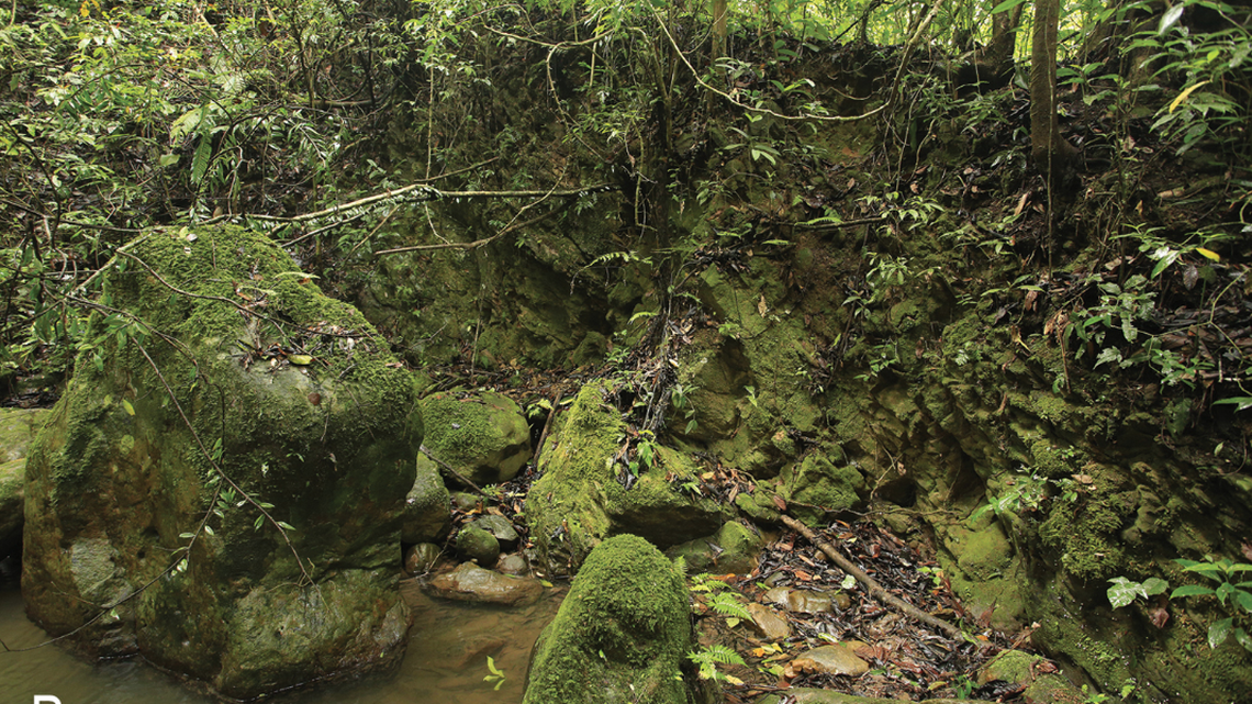 A new species of predator was found hiding in the crevices of a Thailand park, waiting to attack.