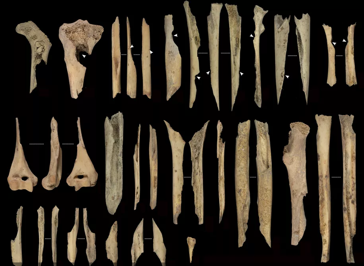 The bones had been butchered, cooked and gnawed, leaving tooth marks behind.