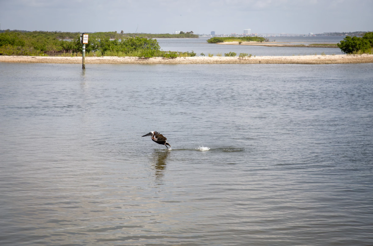 A brown pelican dives for food in the Halifax River, just south of Dunlawton Bridge in Port Orange, on June 9, 2025.