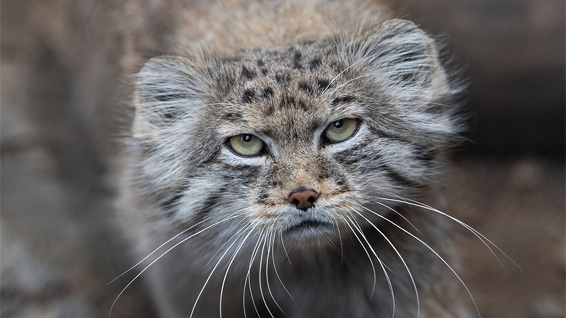 Researchers found evidence that two Pallas’s cats, a small feline species with a grumpy face, were roaming the mountainous slopes of Nepal.