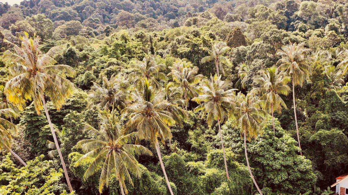 Smaller variations of the purple crabs were discovered along the banks of large freshwater streams in Thailand, researchers said.