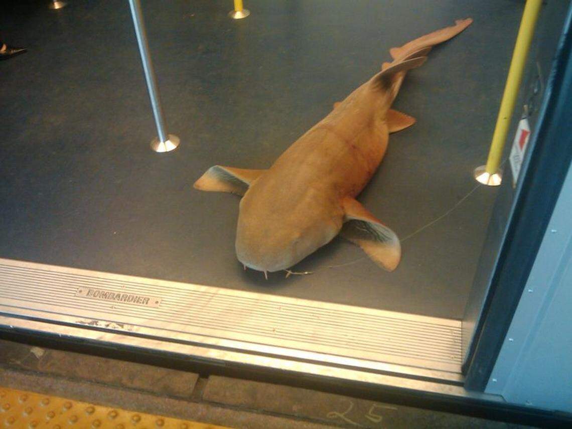 Shark on the Metromover