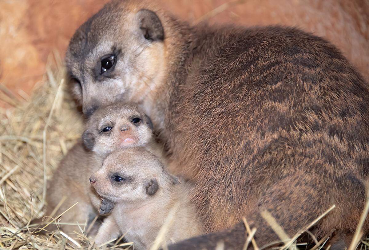 Yam Yam and her two pups