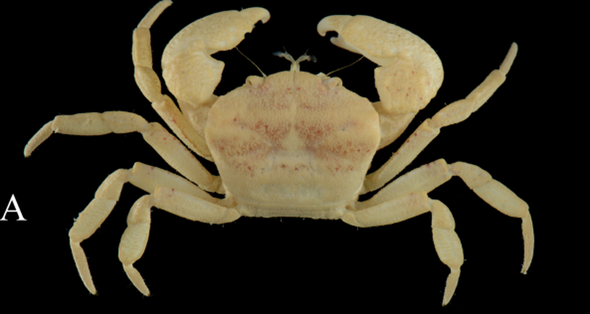 The crab is yellow in color with scattered red spots.