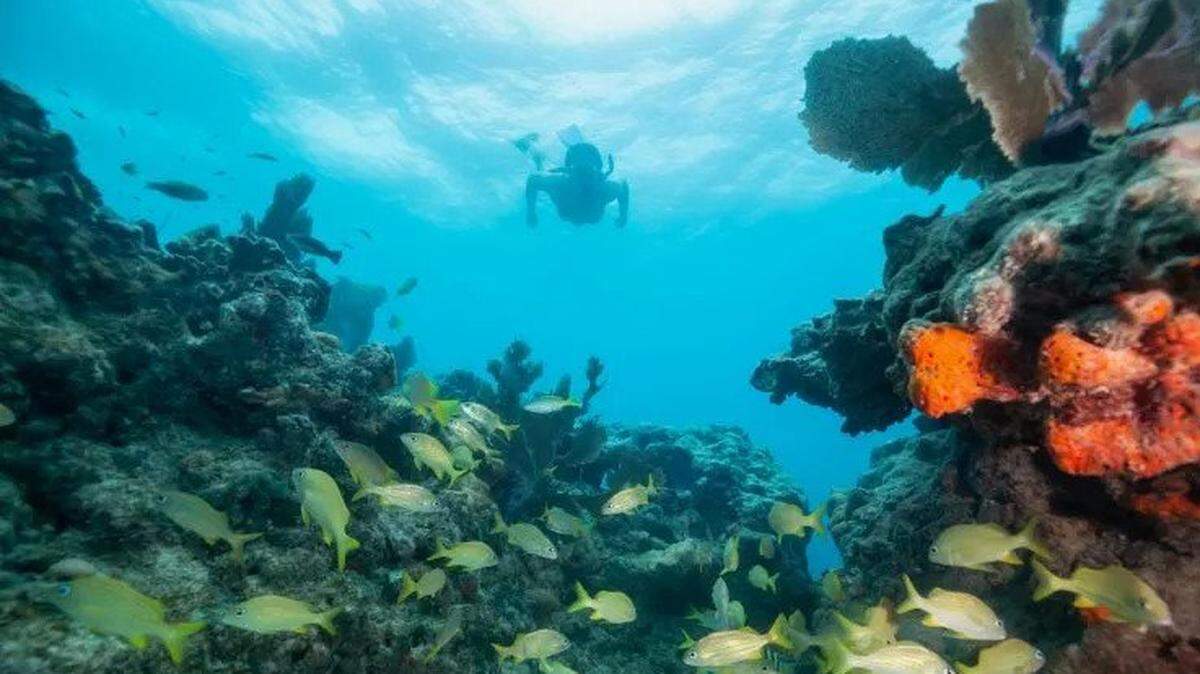 Florida needs healthy reefs to provide storm protection and sustain marine life.