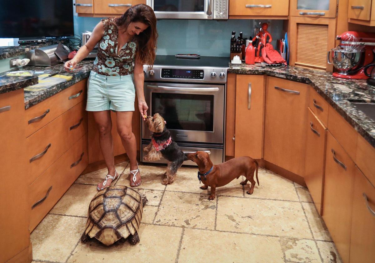 Hedieh Sepehri feeds treats to her pets, Cassie, Nathan and Turtwig, in her kitchen. Turtwig is a sulcata tortoise who escaped from the family’s backyard in Coral Gables and was found via Nextdoor messages.