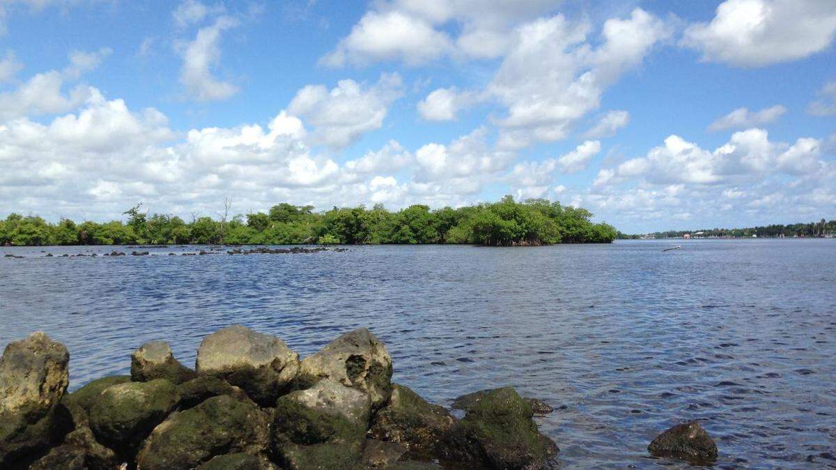 Environmentalists say this section of the Lake Worth Lagoon near Singer Island and next to a state park is critically important as its shoreline is home to the healthiest mangrove and seagrass habitat in the area.