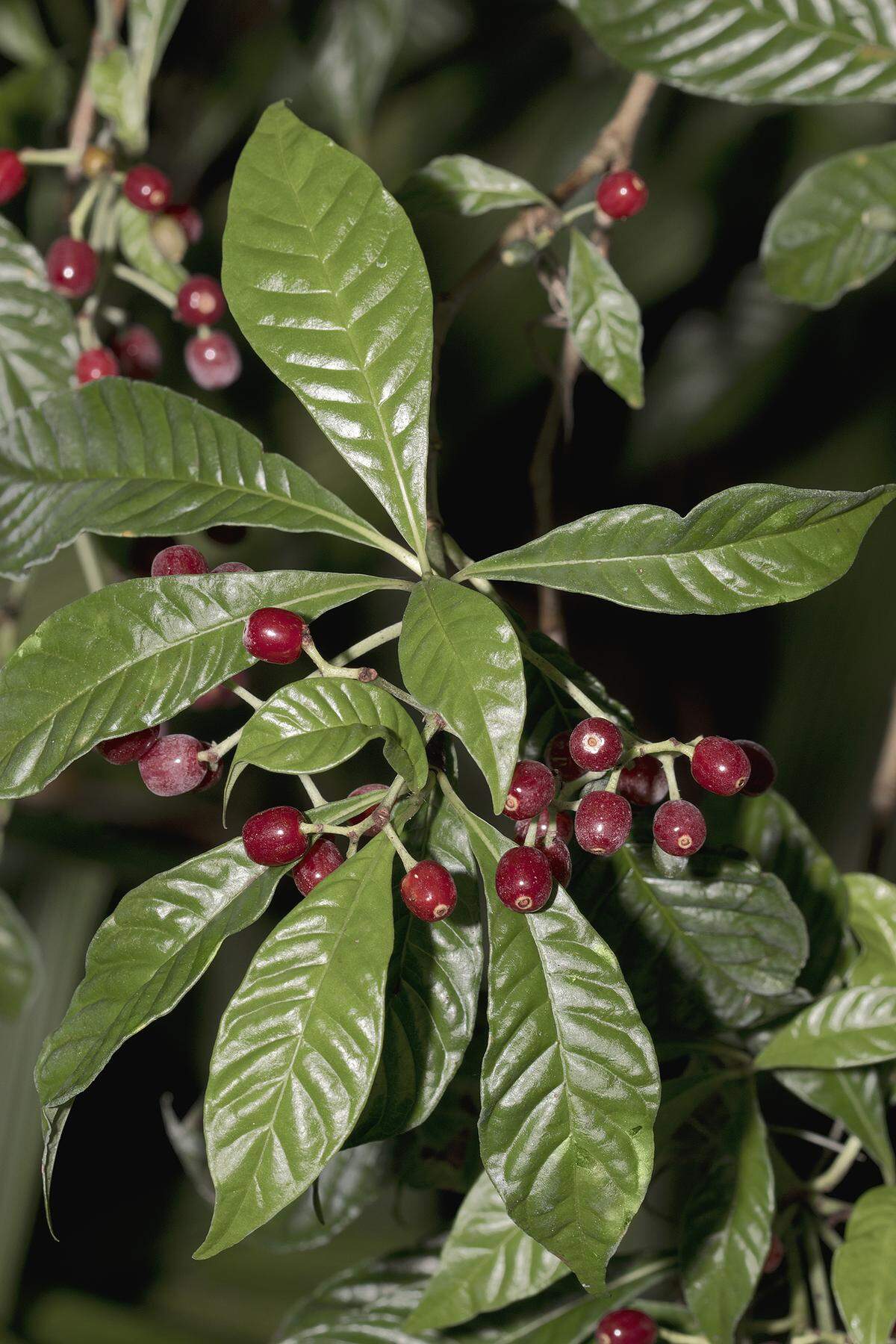 Wild native coffee reliably produces glossy green leaves and deep red fruit.