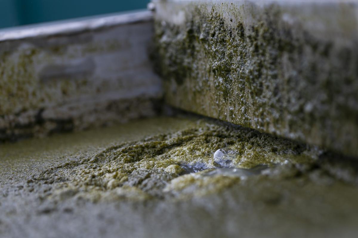 A tank holds blue-green algae in a filtration system the U.S. Army Corps of Engineers is testing at Alvin Ward Park in Moore Haven, Florida.