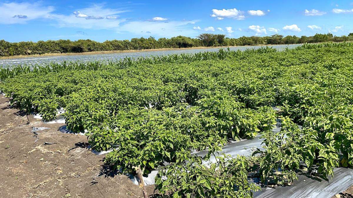 Mientras la capital de Haití está invadida por las pandillas, en el norte, emprendedores y agricultores intentan aprovechar su potencial económico. Chiles como estos crecen en un campo de Paulette, Haití, y se cultivan tanto para el mercado local como para la exportación. La empresa AGRILOG realizó en abril sus primeros envíos a la Florida.