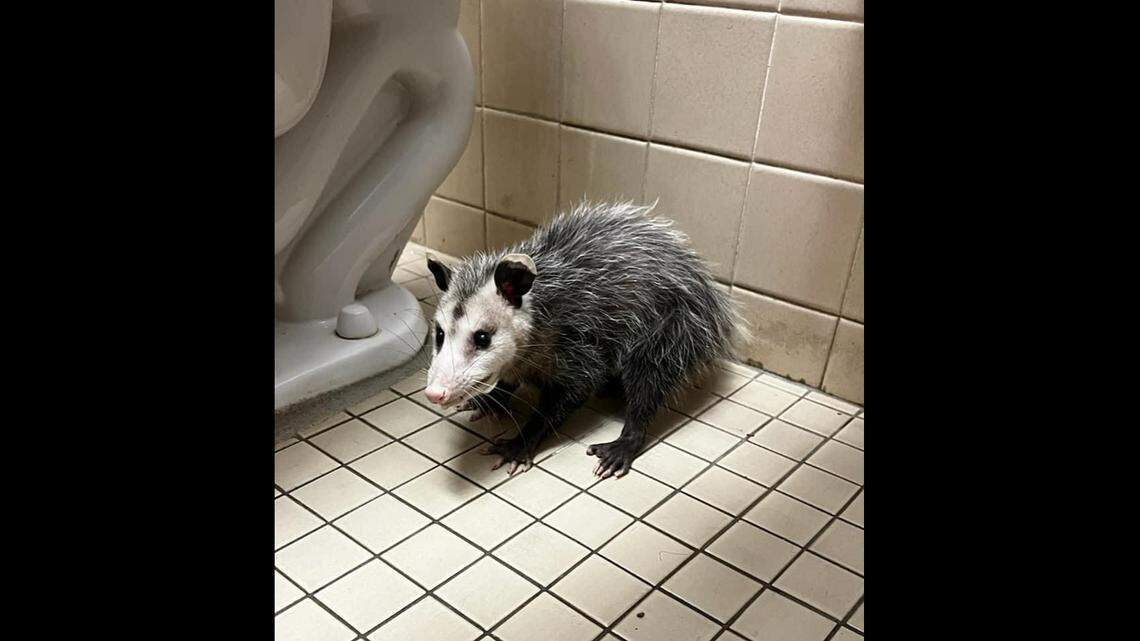 The girl’s bathroom was blocked off Aug. 16 at Indialantic Elementary in Florida when an opossum was found next to a toilet, Brevard County Sheriff says