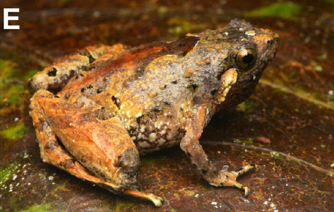 The new species was named Nanohyla albopunctata or the Song Hinh pygmy narrow-mouthed frog.
