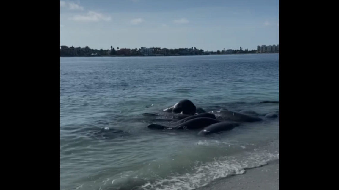 The Pinellas County Sheriff’s Office is asking beachgoers not to call 911 if they see piles of manatee on beaches. The creatures are mating, experts say.