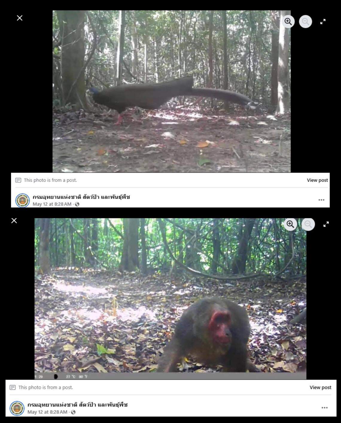 Both male and female great argus pheasants (top) and a troop of pig-tailed macaques (bottom) were also photographed.