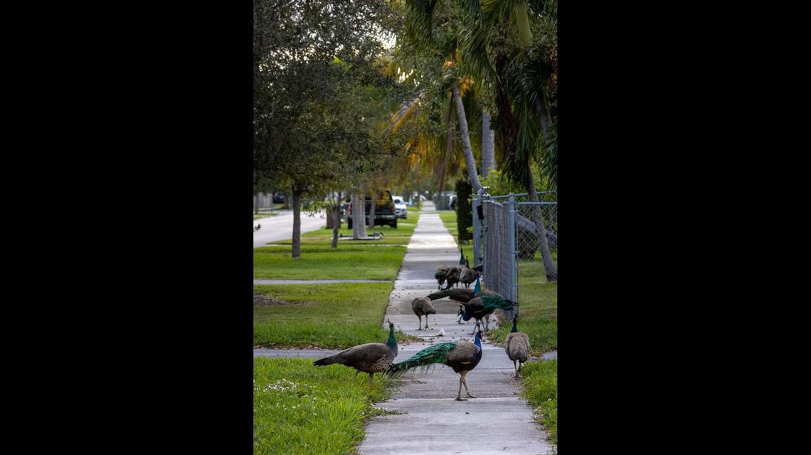 Peacocks roam freely on Martinique Drive in Cutler Bay, Florida, on Nov. 17, 2022.