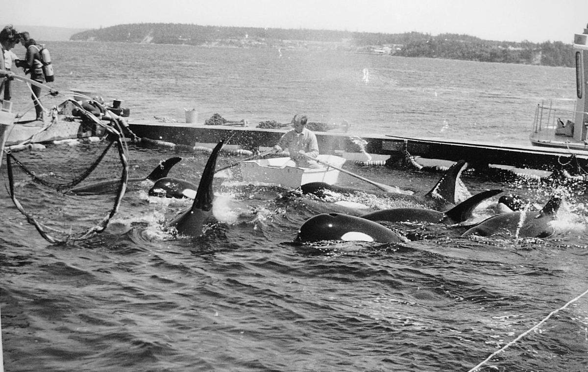 El 8 de agosto de 1970, más de 80 orcas fueron acorraladas y metidas en redes en Penn Cove, estado de Washington. Siete de estas orcas, entre ellas Lolita, fueron llevadas a cautividad.