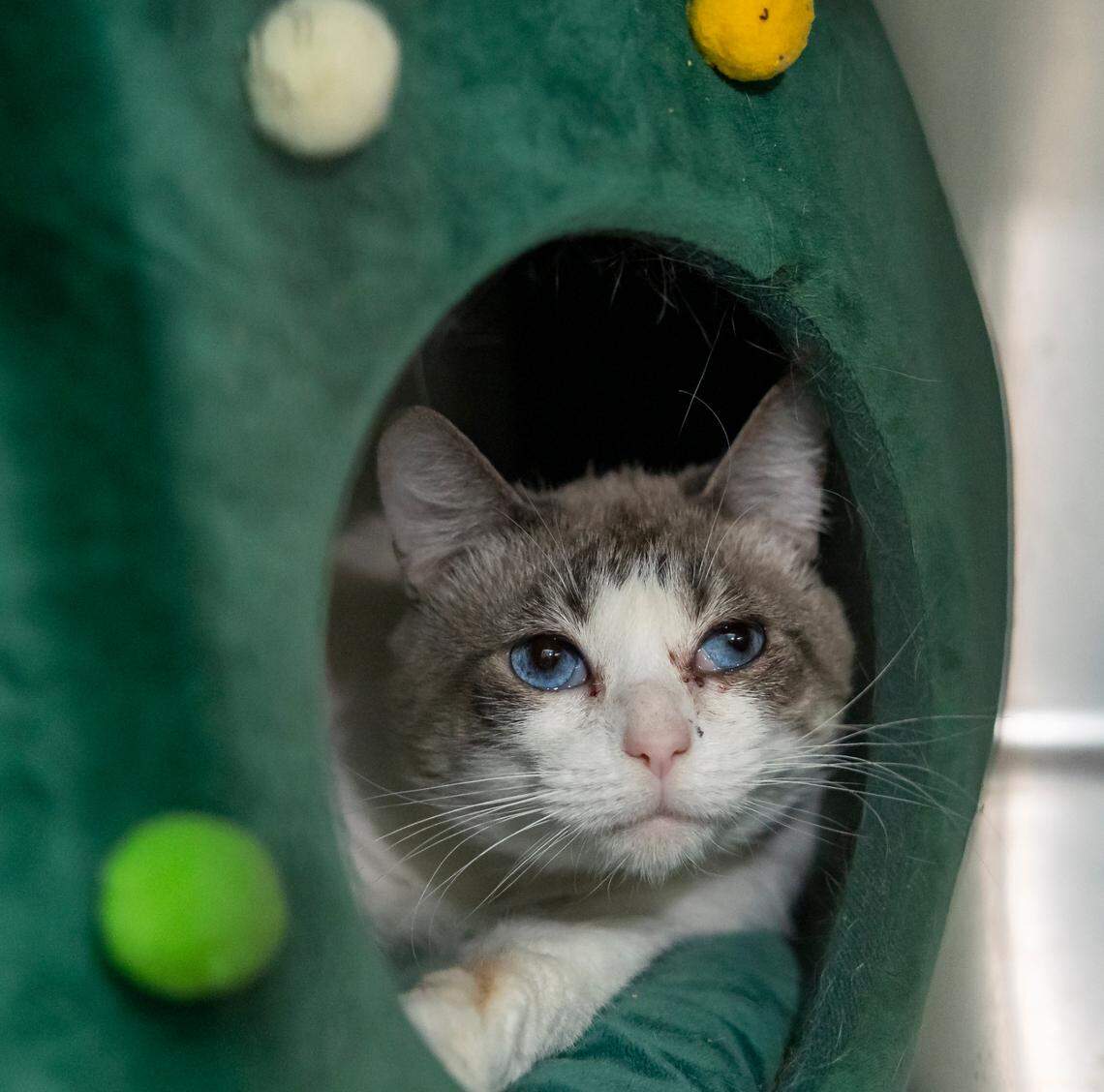 Mellow, a 3-year-old Siamese short hair cat, is photographed at Abandoned Pet Rescue on Thursday, May, 15, 2025, in Fort Lauderdale, Fla.