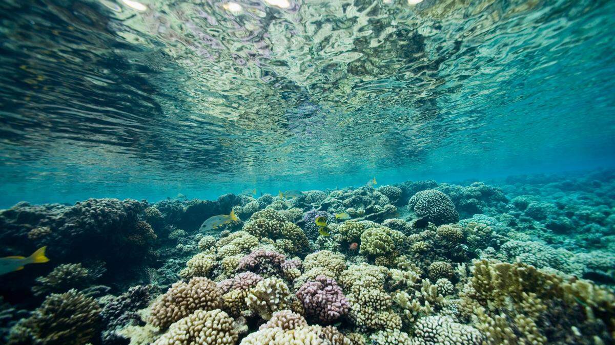 On the reefs surrounding French Polynesia, a new species was discovered living inside the magnificent sea anemone.
