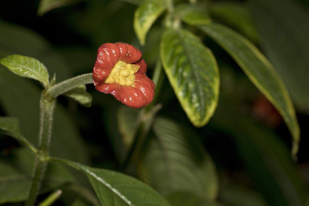 Another coffee: Psychotria poeppigiana, aka hot lips plant for obvious reasons