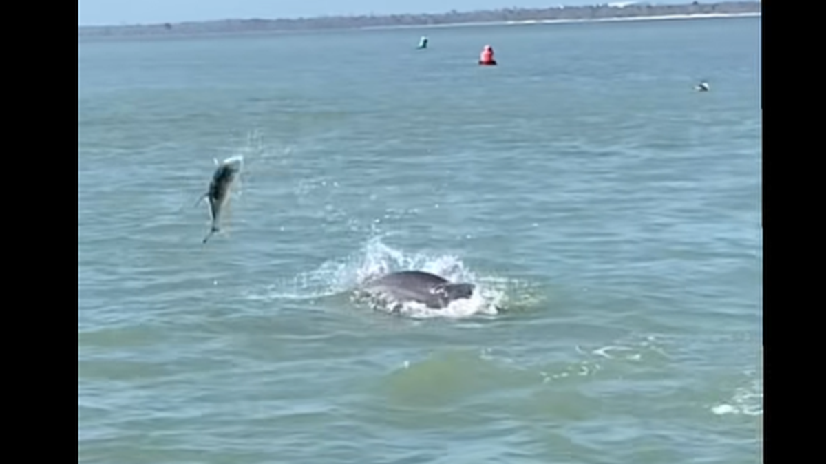Tour guests saw an 8-pound fish fly through the air, followed by the dolphin that launched it, a video posted on social media shows.