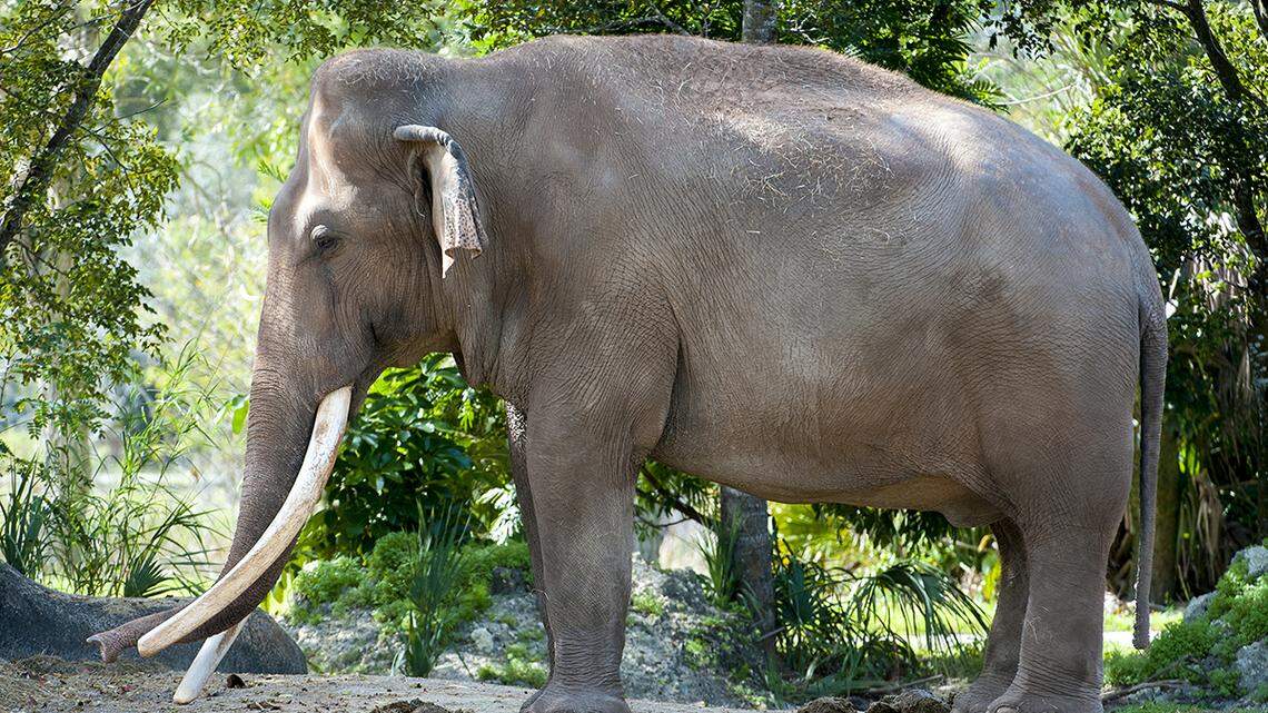 Dalip, an elephant who lived at Zoo Miami and its predecessor in Key Biscayne for decades, died on Nov. 24, 2022, at age 56.