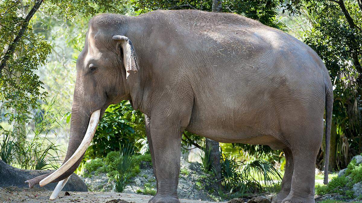 Dalip, an elephant who lived at Zoo Miami and its predecessor in Key Biscayne for decades, died on Nov. 24, 2022, at age 56.
