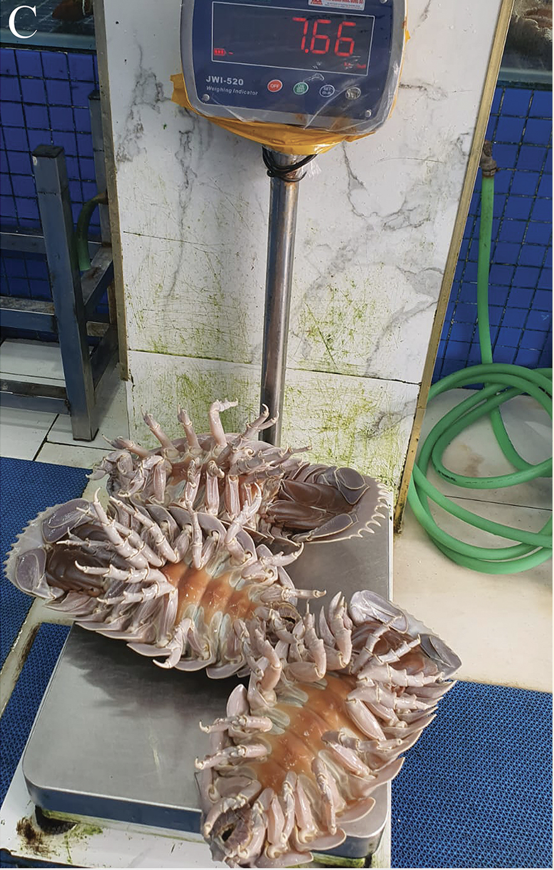 The sea bugs can weigh multiple pounds, and are often sold while still alive, researchers said.