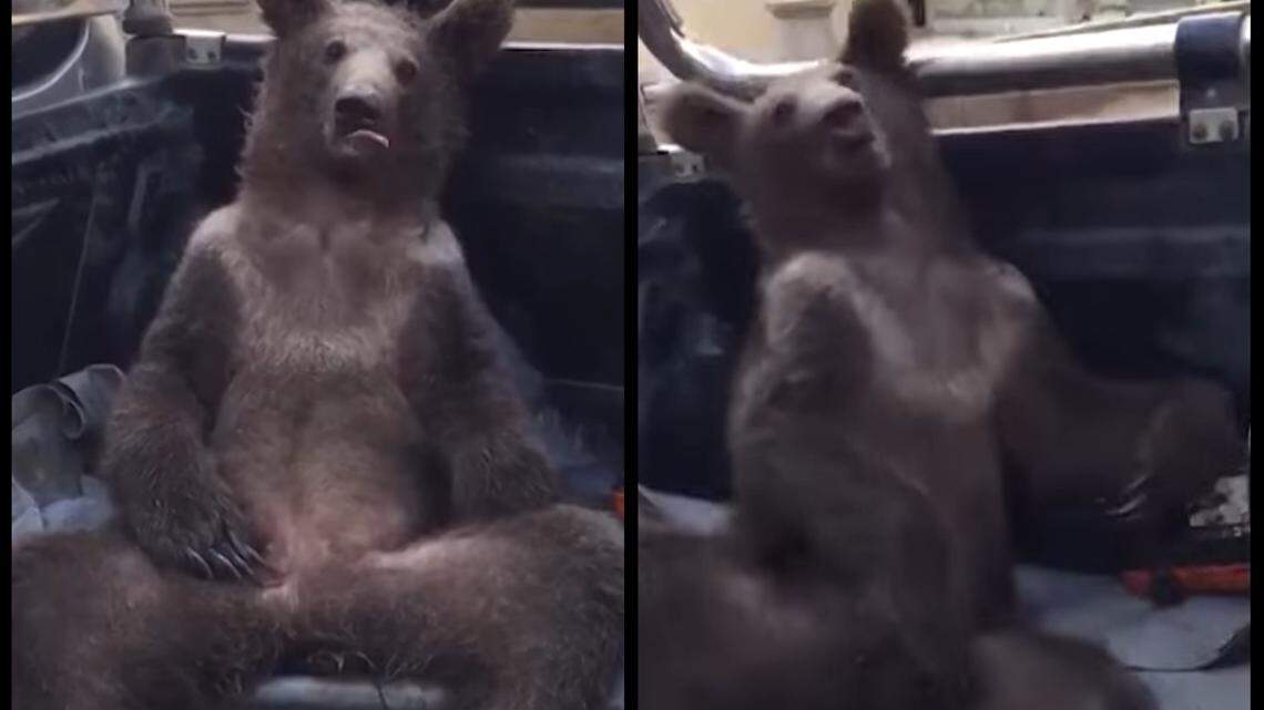Park rangers in Turkey found and rescued a disoriented brown bear cub that got high from eating too much hallucinogenic “mad honey,” made from rhododendrons.