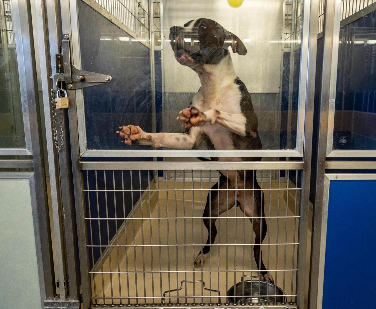 Miami, Florida, 23 de noviembre de 2021  – Marc, una mezcla de Bulldog Americano castrado de cinco años de edad, salta con entusiasmo dentro de un recinto en el refugio de animales de Miami-Dade en Doral.