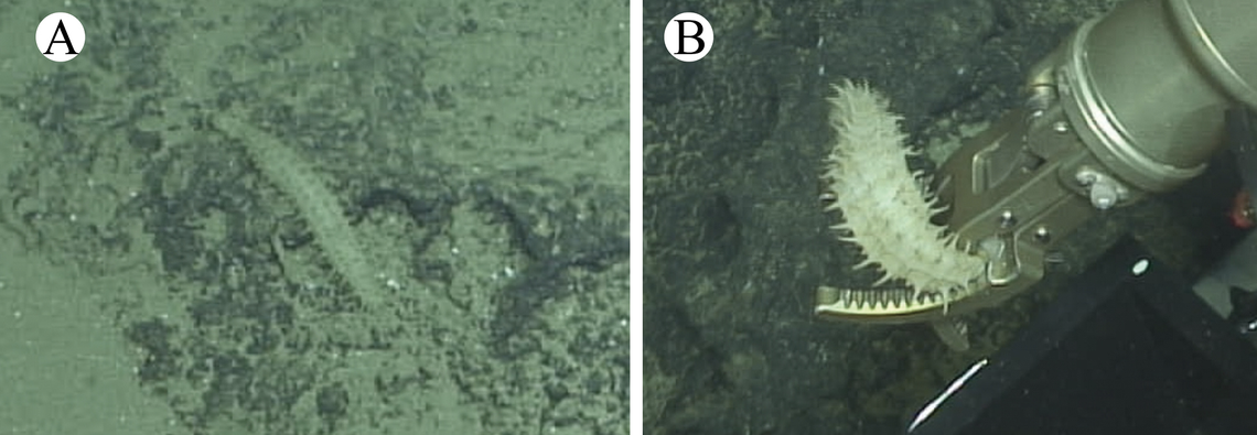 The sea cucumber was collected using a deep-sea robot.