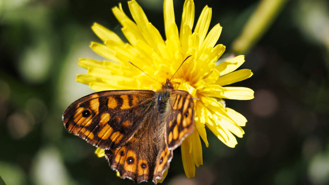 Dandelions Aren't Weeds — They're Free Food, Excellent Pollinators and a Natural Fertilizer